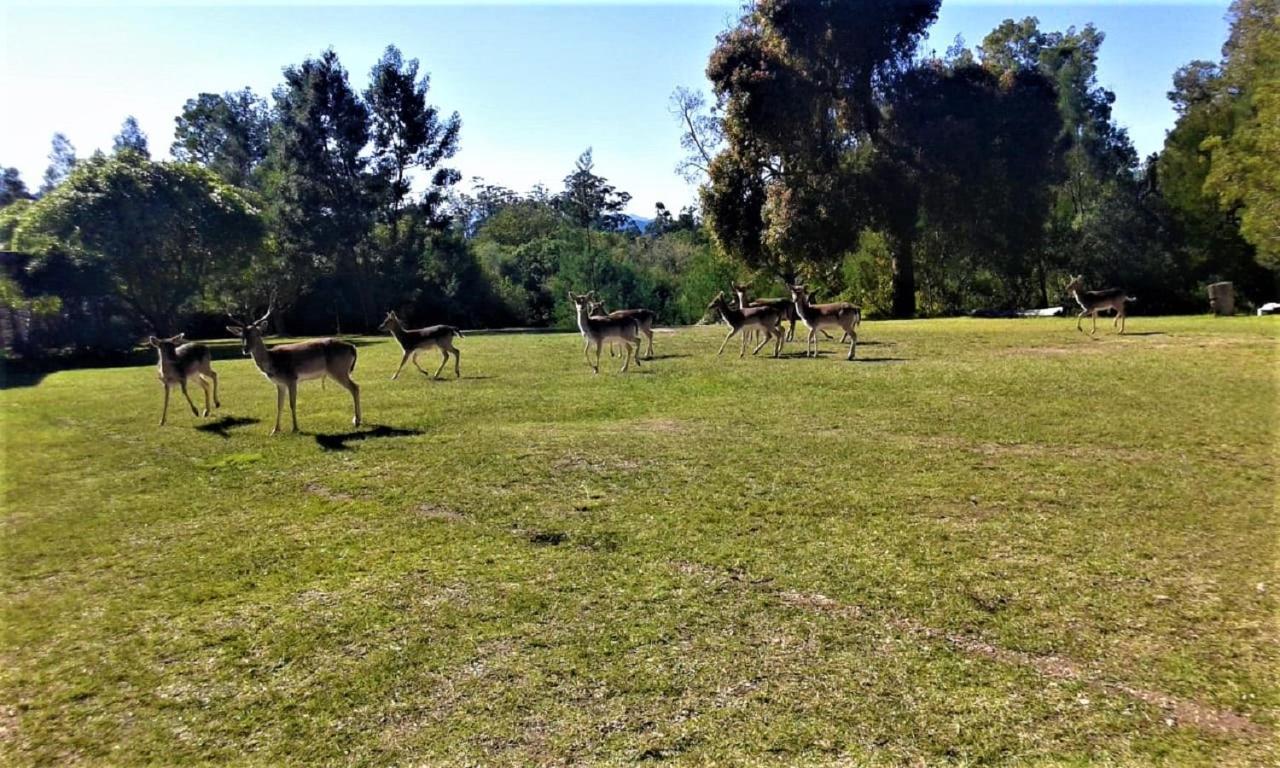 Green Hills Forest Lodge The Crags Εξωτερικό φωτογραφία