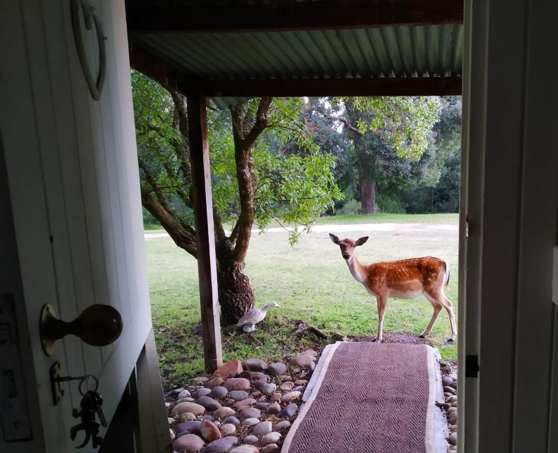 Green Hills Forest Lodge The Crags Εξωτερικό φωτογραφία